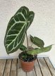 Anthurium Crystallinum 12 cm