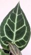 Anthurium Crystallinum 12 cm