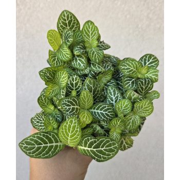 Fittonia 'White Joly Josan' - Hálóslevél 8.5 cm