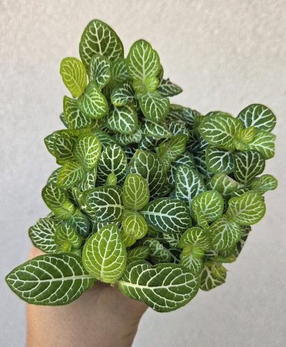 Fittonia 'White Joly Josan' - Hálóslevél 8.5 cm