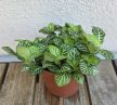 Fittonia 'White Joly Josan' - Hálóslevél 8.5 cm