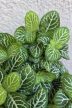 Fittonia 'White Joly Josan' - Hálóslevél 8.5 cm