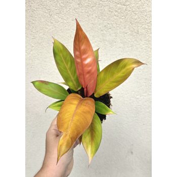 Philodendron Prince of Orange 12 cm
