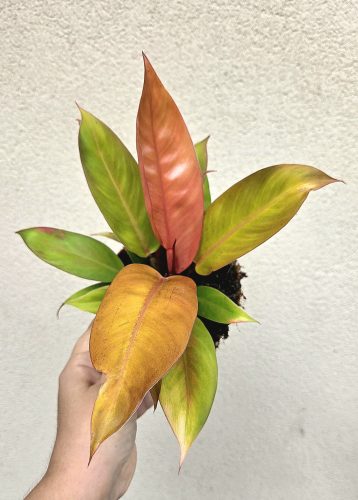 Philodendron Prince of Orange 12 cm