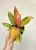 Philodendron Prince of Orange 12 cm