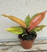 Philodendron Prince of Orange 12 cm