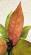 Philodendron Prince of Orange 12 cm