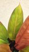 Philodendron Prince of Orange 12 cm