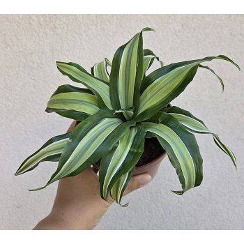 Ments meg! - Dracaena fragrans 'Malaika' 12 cm