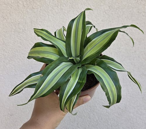 Ments meg! - Dracaena fragrans 'Malaika' 12 cm