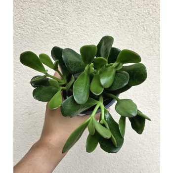 Crassula ovata - Pozsgafa 13 cm