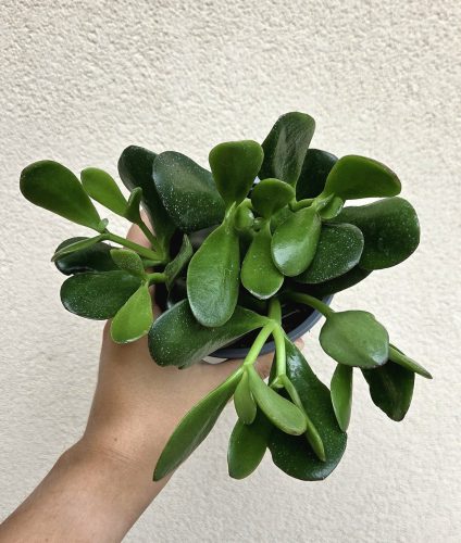 Crassula ovata - Pozsgafa 13 cm