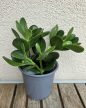 Crassula ovata - Pozsgafa 13 cm