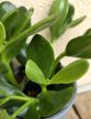 Crassula ovata - Pozsgafa 13 cm