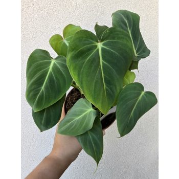 Philodendron Gloriosum 12 cm