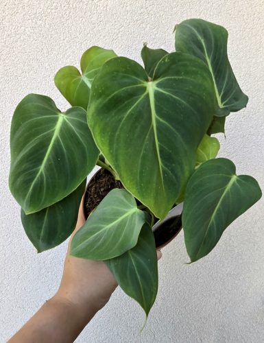 Philodendron Gloriosum 12 cm