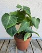 Philodendron Gloriosum 12 cm