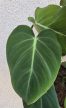 Philodendron Gloriosum 12 cm