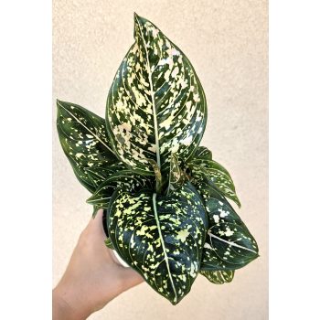 Aglaonema Toms Pride 10 cm