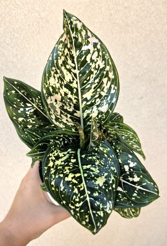 Aglaonema Toms Pride 10 cm