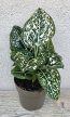 Aglaonema Toms Pride 10 cm
