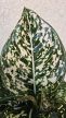 Aglaonema Toms Pride 10 cm