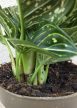 Aglaonema Toms Pride 10 cm