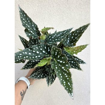 Begonia Maculata 12 cm