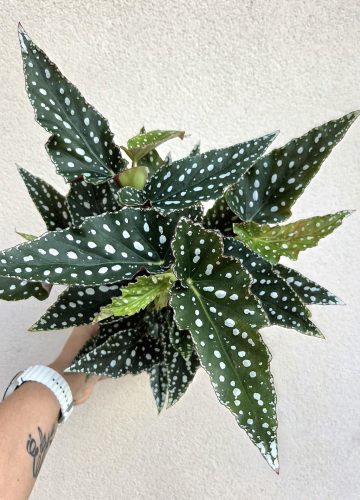 Begonia Maculata 12 cm