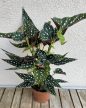 Begonia Maculata 12 cm