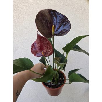 Anthurium Chocolate 12 cm