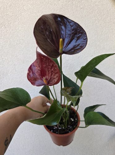 Anthurium Chocolate 12 cm