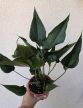 Anthurium Chocolate 12 cm