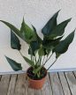 Anthurium Chocolate 12 cm