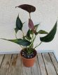Anthurium Chocolate 12 cm