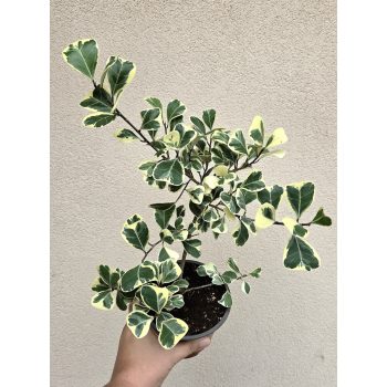 Ficus triangularis Sweetheart 12 cm