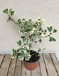 Ficus triangularis Sweetheart 12 cm