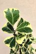 Ficus triangularis Sweetheart 12 cm