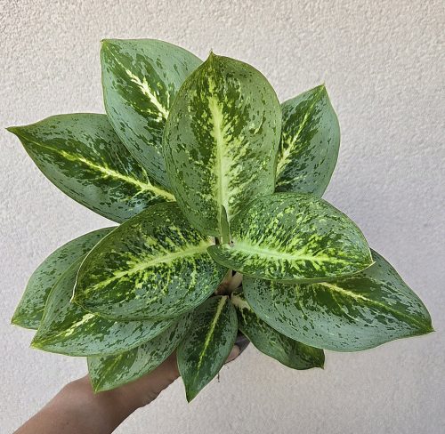 Aglaonema Lemon Mint 12 cm