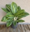 Aglaonema Lemon Mint 12 cm