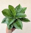 Aglaonema Lemon Mint 12 cm