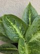Aglaonema Lemon Mint 12 cm