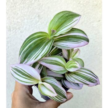 Tradescantia Nanouk 7 cm