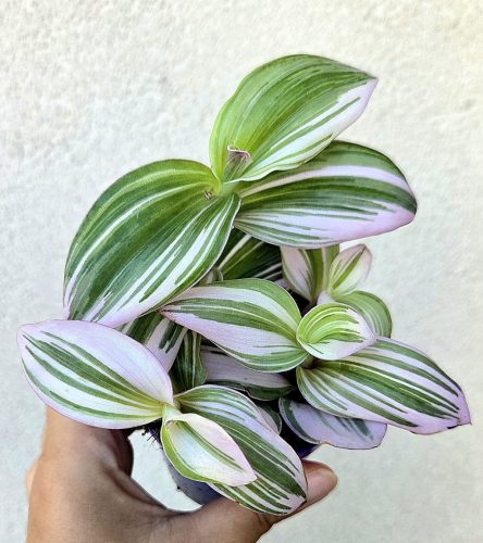 Tradescantia Nanouk 7 cm