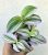 Tradescantia Nanouk 7 cm