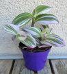 Tradescantia Nanouk 7 cm
