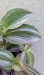 Tradescantia Nanouk 7 cm
