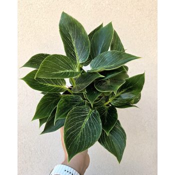 Philodendron Birkin 15 cm