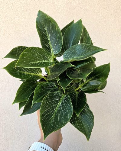 Philodendron Birkin 15 cm