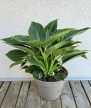 Philodendron Birkin 15 cm